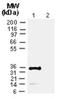 Cre Recombinase antibody, NB100-56133, Novus Biologicals, Western Blot image 