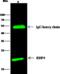 Retinol Binding Protein 4 antibody, GTX02206, GeneTex, Immunoprecipitation image 