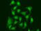 Cell Division Cycle 5 Like antibody, GTX53960, GeneTex, Immunocytochemistry image 