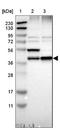 ER Lipid Raft Associated 1 antibody, NBP1-88539, Novus Biologicals, Western Blot image 