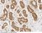 FES Proto-Oncogene, Tyrosine Kinase antibody, 12214-T26, Sino Biological, Immunohistochemistry frozen image 