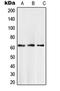 SMAD Family Member 6 antibody, orb214218, Biorbyt, Western Blot image 
