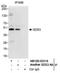 SDS3 Homolog, SIN3A Corepressor Complex Component antibody, NB100-93318, Novus Biologicals, Western Blot image 