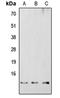 RB Binding Protein 6, Ubiquitin Ligase antibody, orb215510, Biorbyt, Western Blot image 