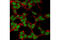 MutS Homolog 6 antibody, 5424S, Cell Signaling Technology, Immunofluorescence image 