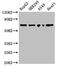 Tripartite motif-containing protein 5 antibody, LS-C679898, Lifespan Biosciences, Western Blot image 