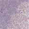 POU Class 2 Homeobox 2 antibody, NBP2-49418, Novus Biologicals, Immunohistochemistry frozen image 