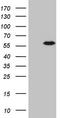 Casein Kinase 1 Gamma 1 antibody, LS-C798306, Lifespan Biosciences, Western Blot image 