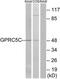 G Protein-Coupled Receptor Class C Group 5 Member C antibody, TA315612, Origene, Western Blot image 