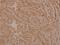 DNA Primase Subunit 1 antibody, A09694-2, Boster Biological Technology, Immunohistochemistry frozen image 