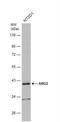 Arginase 2 antibody, NBP2-15446, Novus Biologicals, Western Blot image 