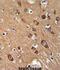 Synaptotagmin 13 antibody, abx032536, Abbexa, Immunohistochemistry frozen image 