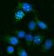 G Protein Subunit Alpha L antibody, A09404-1, Boster Biological Technology, Immunofluorescence image 