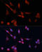 Dimethylarginine Dimethylaminohydrolase 1 antibody, 13-563, ProSci, Immunofluorescence image 