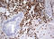 DOCK2-Specific antibody, LS-C336633, Lifespan Biosciences, Immunohistochemistry frozen image 