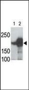 Low-density lipoprotein receptor-related protein 5 antibody, PA5-13144, Invitrogen Antibodies, Western Blot image 