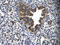 Early Growth Response 2 antibody, P100880_P050, Aviva Systems Biology, Immunohistochemistry frozen image 