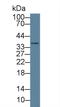 Calcium Modulating Ligand antibody, LS-C702363, Lifespan Biosciences, Western Blot image 