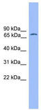 OTF-1 antibody, TA335808, Origene, Western Blot image 