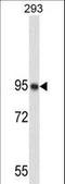 Nucleolin antibody, LS-C163049, Lifespan Biosciences, Western Blot image 