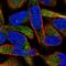 Maltase-Glucoamylase 2 (Putative) antibody, HPA055697, Atlas Antibodies, Immunocytochemistry image 