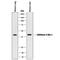 Chitinase 3 Like 1 antibody, MAB2649, R&D Systems, Western Blot image 