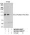 GTF2I Repeat Domain Containing 1 antibody, NB100-61055, Novus Biologicals, Western Blot image 