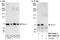 Formin Binding Protein 1 Like antibody, NBP1-80569, Novus Biologicals, Western Blot image 