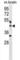 Hyaluronan And Proteoglycan Link Protein 4 antibody, abx029994, Abbexa, Western Blot image 