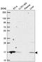 ORMDL Sphingolipid Biosynthesis Regulator 1 antibody, HPA065643, Atlas Antibodies, Western Blot image 