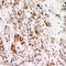 FA Complementation Group L antibody, LS-C668579, Lifespan Biosciences, Immunohistochemistry paraffin image 