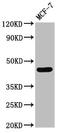 Calsequestrin 2 antibody, LS-C671792, Lifespan Biosciences, Western Blot image 