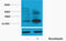 Histone H3 antibody, STJ97140, St John