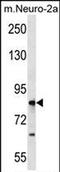 Ring Finger Protein 207 antibody, PA5-72027, Invitrogen Antibodies, Western Blot image 