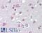 Fasciculation And Elongation Protein Zeta 1 antibody, LS-B3602, Lifespan Biosciences, Immunohistochemistry frozen image 