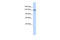 TBC1 Domain Family Member 1 antibody, 26-976, ProSci, Enzyme Linked Immunosorbent Assay image 