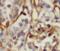 Histone Deacetylase 4 antibody, FNab03801, FineTest, Immunohistochemistry paraffin image 