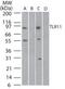 TLR12 antibody, PA1-41080, Invitrogen Antibodies, Western Blot image 