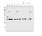 Annexin A1 antibody, PB9127, Boster Biological Technology, Western Blot image 