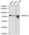 TRNA Methyltransferase 2 Homolog A antibody, GTX65946, GeneTex, Western Blot image 