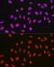 Non-POU Domain Containing Octamer Binding antibody, GTX54596, GeneTex, Immunocytochemistry image 