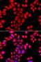 O-Sialoglycoprotein Endopeptidase Like 1 antibody, orb373922, Biorbyt, Immunofluorescence image 