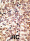 Toll Like Receptor 2 antibody, abx028480, Abbexa, Immunohistochemistry frozen image 