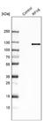 Regulatory Factor X6 antibody, NBP2-48677, Novus Biologicals, Western Blot image 