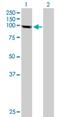 PiggyBac Transposable Element Derived 1 antibody, H00084547-B01P, Novus Biologicals, Western Blot image 