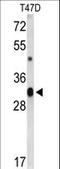 CD47 Molecule antibody, LS-B10546, Lifespan Biosciences, Western Blot image 