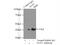 Glutamic-Oxaloacetic Transaminase 1 antibody, 14886-1-AP, Proteintech Group, Immunoprecipitation image 
