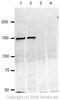 Structural Maintenance Of Chromosomes 1A antibody, ab21583, Abcam, Western Blot image 