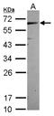 Centrosomal Protein 57 antibody, NBP2-15863, Novus Biologicals, Western Blot image 