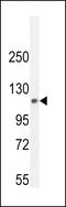 PHD Finger Protein 12 antibody, LS-C163563, Lifespan Biosciences, Western Blot image 